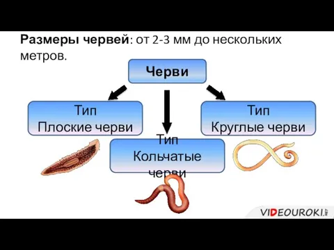 Размеры червей: от 2-3 мм до нескольких метров. Черви Тип Плоские