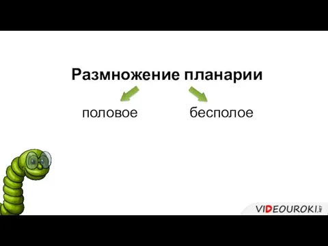 Размножение планарии половое бесполое