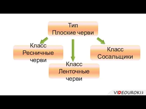 Тип Плоские черви Класс Ресничные черви Класс Сосальщики Класс Ленточные черви