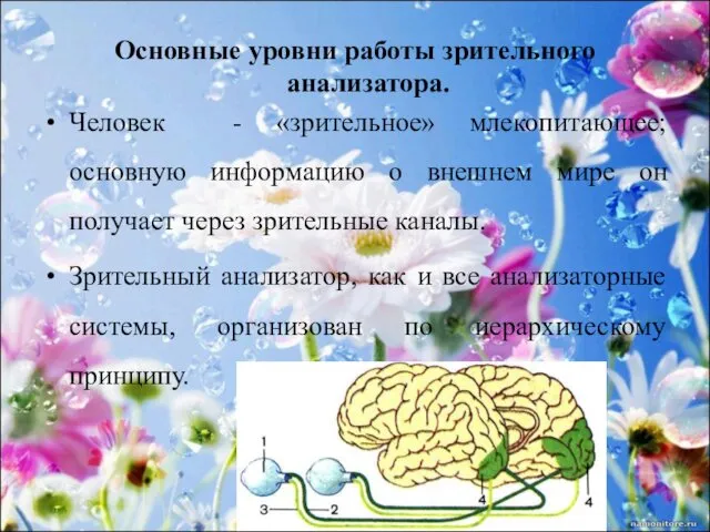 Основные уровни работы зрительного анализатора. Человек - «зрительное» млекопитающее; основную информацию