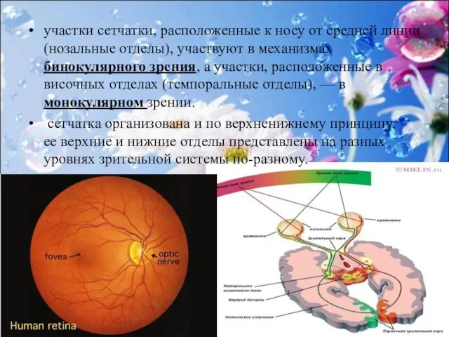 участки сетчатки, расположенные к носу от средней линии (нозальные отделы), участвуют