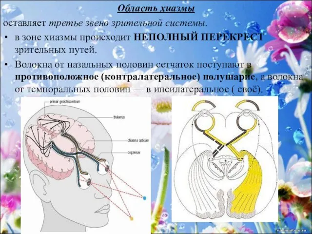 Область хиазмы оставляет третье звено зрительной системы. в зоне хиазмы происходит