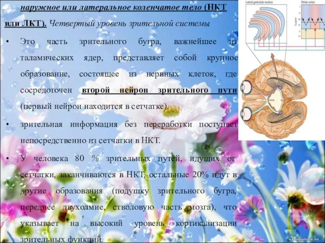 наружное или латеральное коленчатое тело (НКТ или ЛКТ). Четвертый уровень зрительной