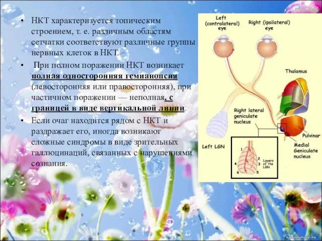 НКТ характеризуется топическим строением, т. е. различным областям сетчатки соответствуют различные