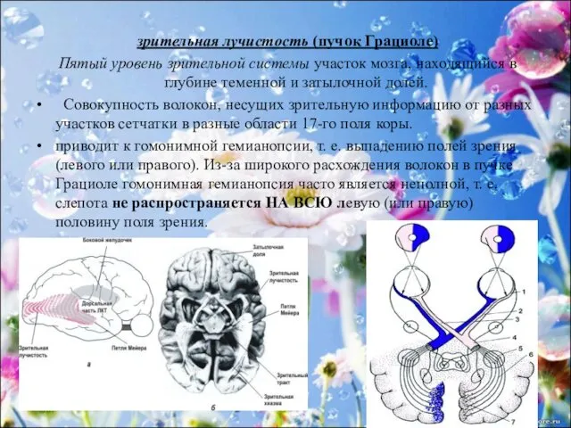 зрительная лучистость (пучок Грациоле) Пятый уровень зрительной системы участок мозга, находящийся