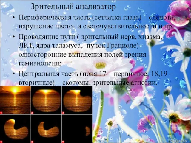 Зрительный анализатор Периферическая часть (сетчатка глаза) – слепота, нарушение цвето- и