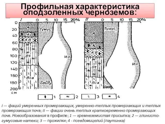 Профильная характеристика оподзоленных черноземов: I — фаций умеренных промерзающих, умеренно-теплых промерзающих