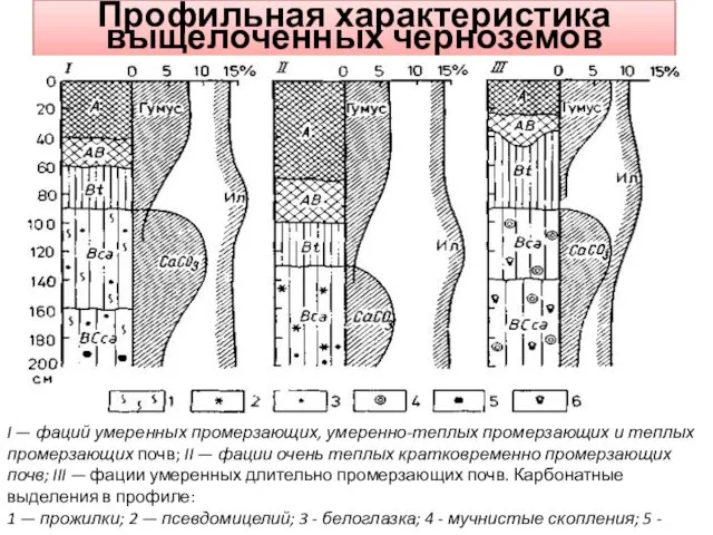 Профильная характеристика выщелоченных черноземов I — фаций умеренных промерзающих, умеренно-теплых промерзающих