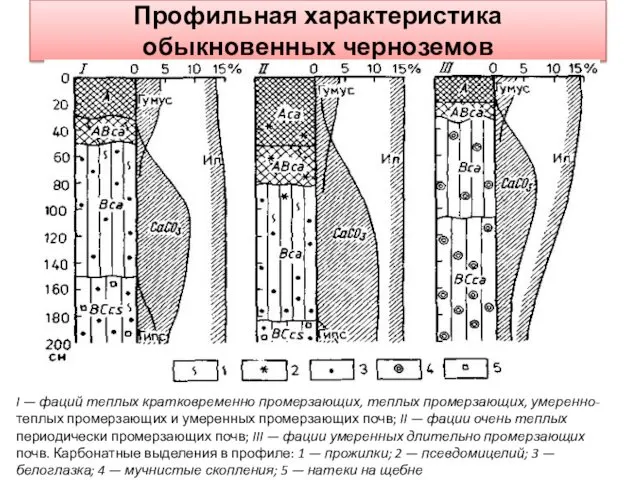 Профильная характеристика обыкновенных черноземов I — фаций теплых кратковременно промерзающих, теплых