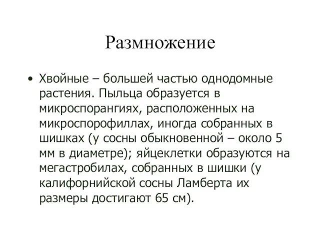 Размножение Хвойные – большей частью однодомные растения. Пыльца образуется в микроспорангиях,