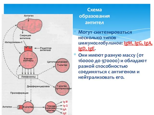 Схема образования антител Могут синтезироваться несколько типов иммуноглобулинов: IgM, IgG, IgA,