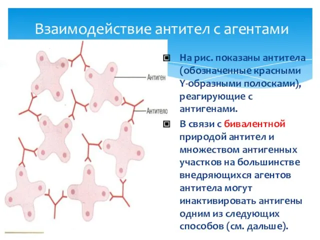 Взаимодействие антител с агентами На рис. показаны антитела (обозначенные красными Y-образными