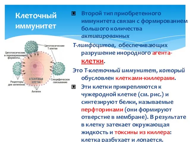 Клеточный иммунитет Второй тип приобретенного иммунитета связан с формированием большого количества