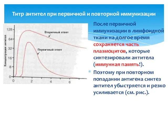 Титр антител при первичной и повторной иммунизации После первичной иммунизации в