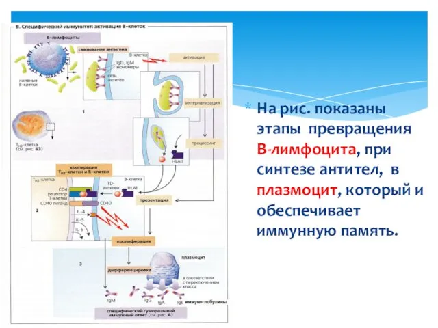 На рис. показаны этапы превращения В-лимфоцита, при синтезе антител, в плазмоцит, который и обеспечивает иммунную память.