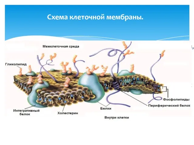 Схема клеточной мембраны. 1 - липидный бислой, 2 - интегральный белок,