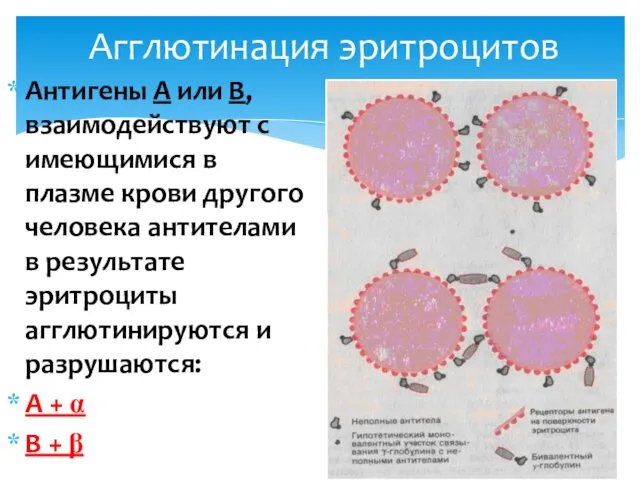 Агглютинация эритроцитов Антигены А или В, взаимодействуют с имеющимися в плазме