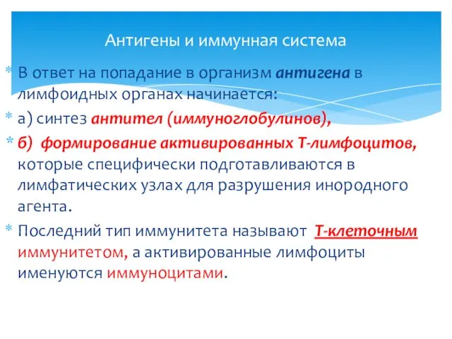 В ответ на попадание в организм антигена в лимфоидных органах начинается: