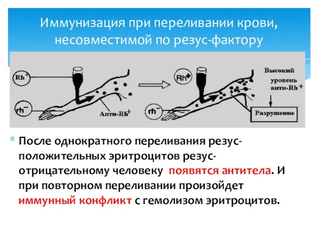 Иммунизация при переливании крови, несовместимой по резус-фактору После однократного переливания резус-положительных