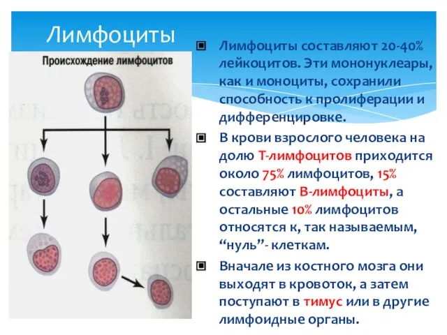 Лимфоциты Лимфоциты составляют 20-40% лейкоцитов. Эти мононуклеары, как и моноциты, сохранили