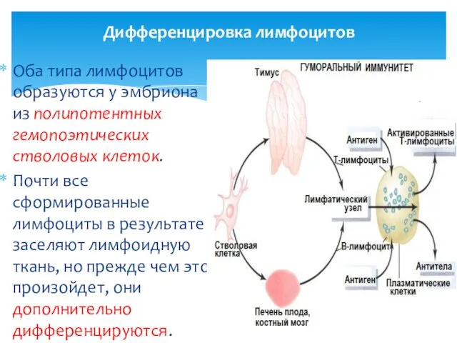 Дифференцировка лимфоцитов Оба типа лимфоцитов образуются у эмбриона из полипотентных гемопоэтических