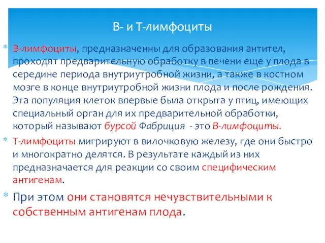 В-лимфоциты, предназначенны для образования антител, проходят предварительную обработку в печени еще