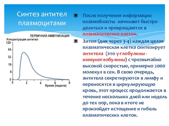 После получения информации плазмобласты начинают быстро делиться и превращаются в плазматические