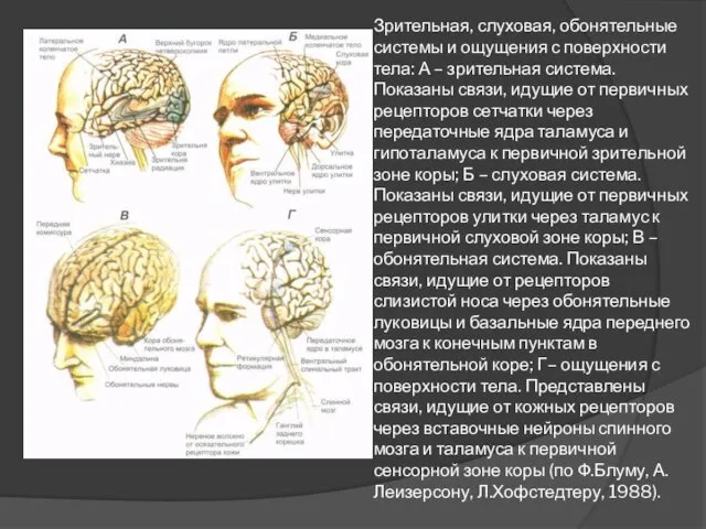 Зрительная, слуховая, обонятельные системы и ощущения с поверхности тела: А –