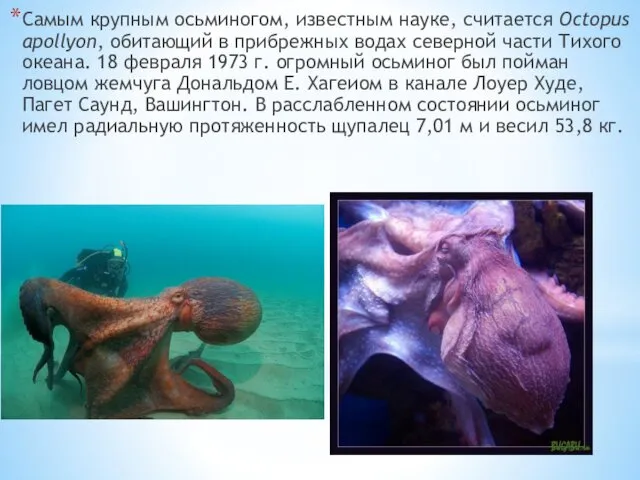 Самым крупным осьминогом, известным науке, считается Octopus apollyon, обитающий в прибрежных