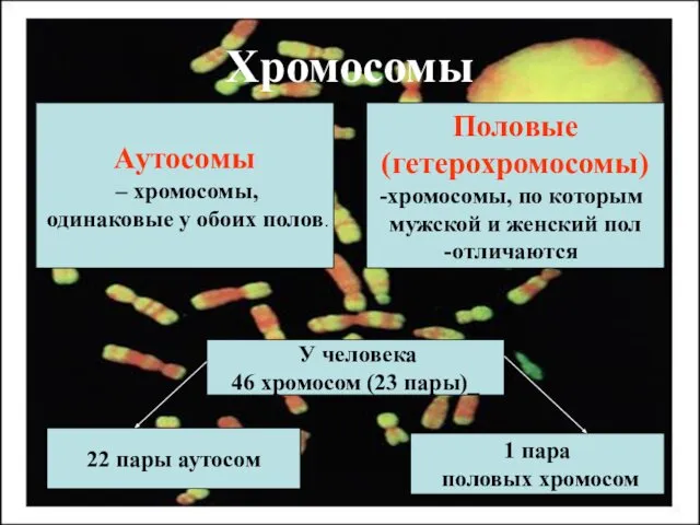 Хромосомы Аутосомы – хромосомы, одинаковые у обоих полов. Половые (гетерохромосомы) хромосомы,