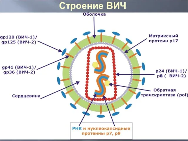 Строение ВИЧ