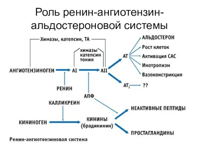 Роль ренин-ангиотензин-альдостероновой системы