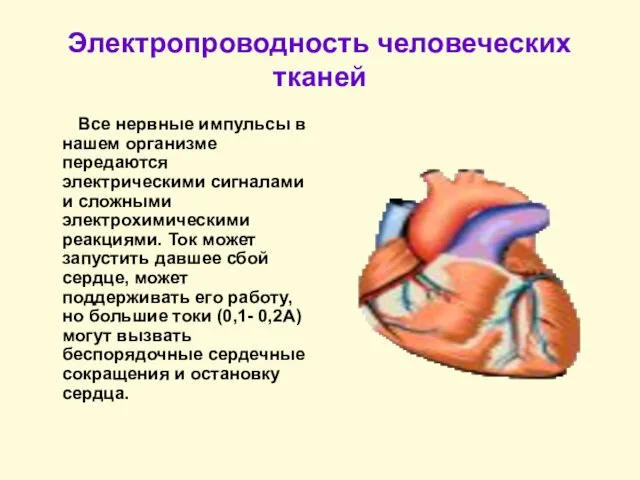 Электропроводность человеческих тканей Все нервные импульсы в нашем организме передаются электрическими