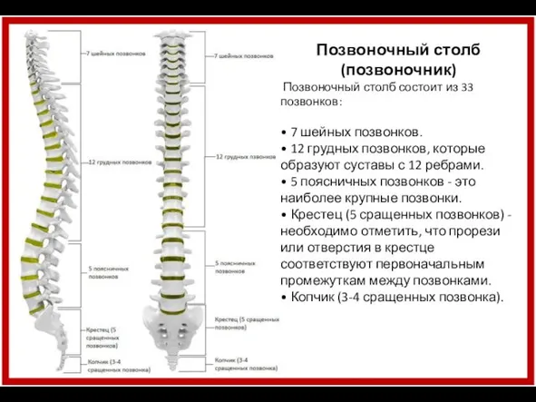 Позвоночный столб (позвоночник) Позвоночный столб состоит из 33 позвонков: • 7