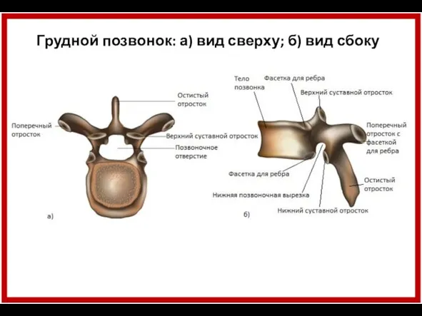 Грудной позвонок: а) вид сверху; б) вид сбоку
