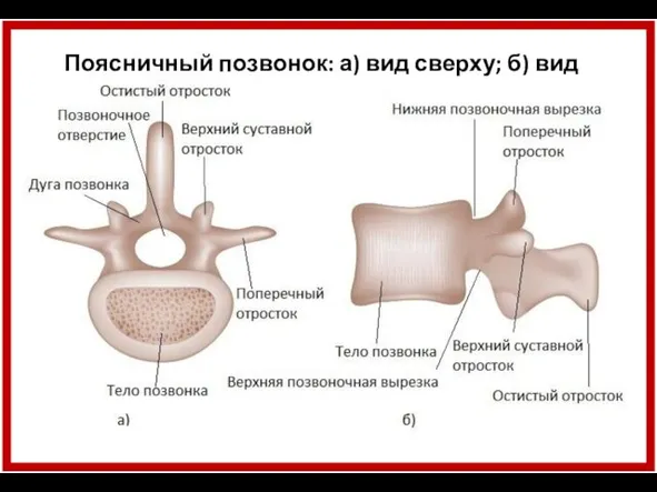 Поясничный позвонок: а) вид сверху; б) вид сбоку