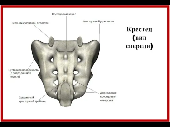 Крестец (вид спереди)