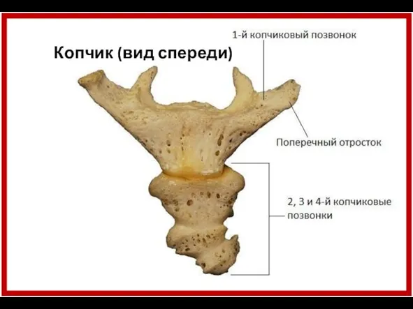 Копчик (вид спереди)