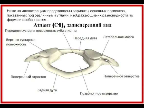 Ниже на иллюстрациях представлены варианты основных позвонков, показанных под различными углами,