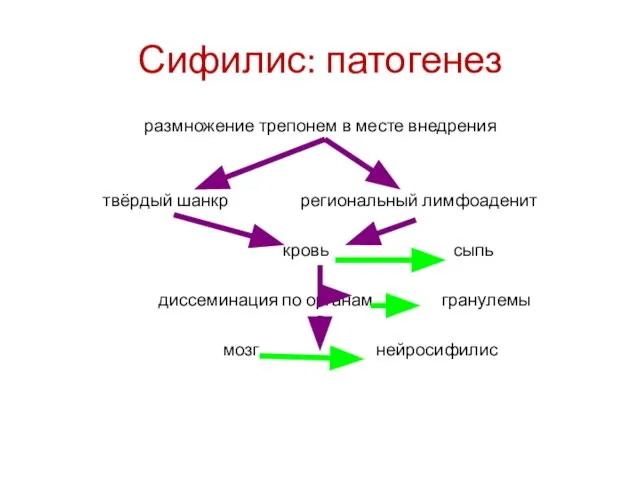 Сифилис: патогенез размножение трепонем в месте внедрения твёрдый шанкр региональный лимфоаденит