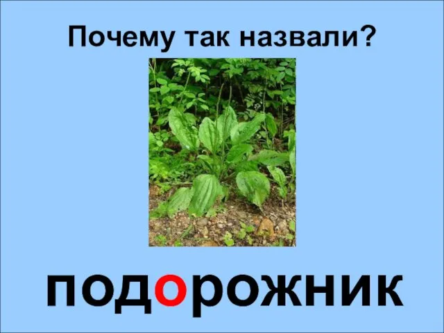 подорожник Почему так назвали?