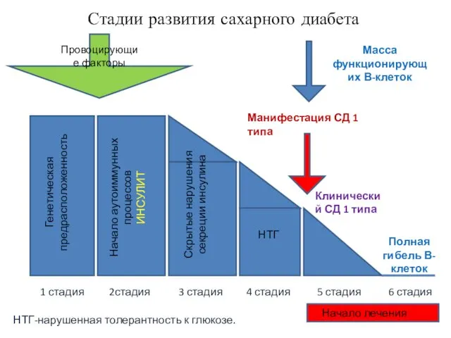 Стадии развития сахарного диабета Провоцирующие факторы Генетическая предрасположенность Начало аутоиммунных процессов