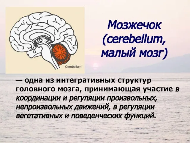 — одна из интегративных структур головного мозга, принимающая участие в координации