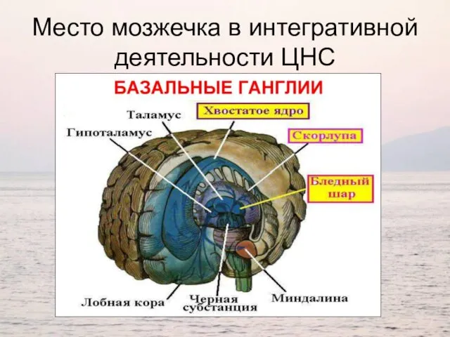 Место мозжечка в интегративной деятельности ЦНС