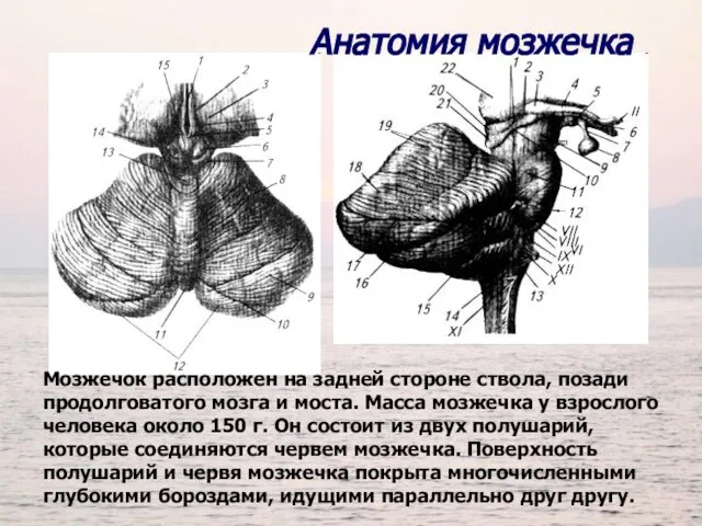 Анатомия мозжечка Мозжечок расположен на задней стороне ствола, позади продолговатого мозга