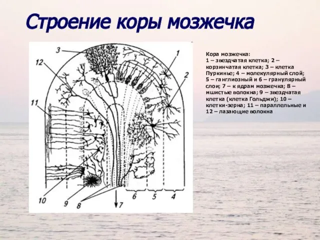 Кора мозжечка: 1 – звездчатая клетка; 2 – корзинчатая клетка; 3