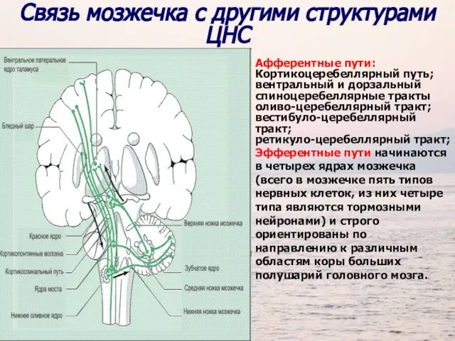 Связь мозжечка с другими структурами ЦНС Афферентные пути: Кортикоцеребеллярный путь; вентральный