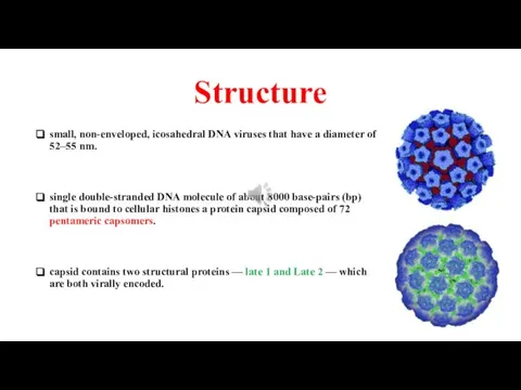 Structure small, non-enveloped, icosahedral DNA viruses that have a diameter of