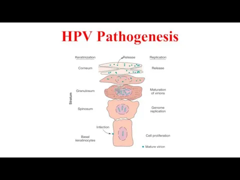 HPV Pathogenesis