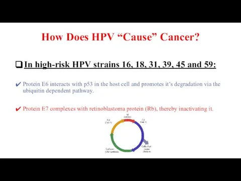 How Does HPV “Cause” Cancer? In high-risk HPV strains 16, 18,
